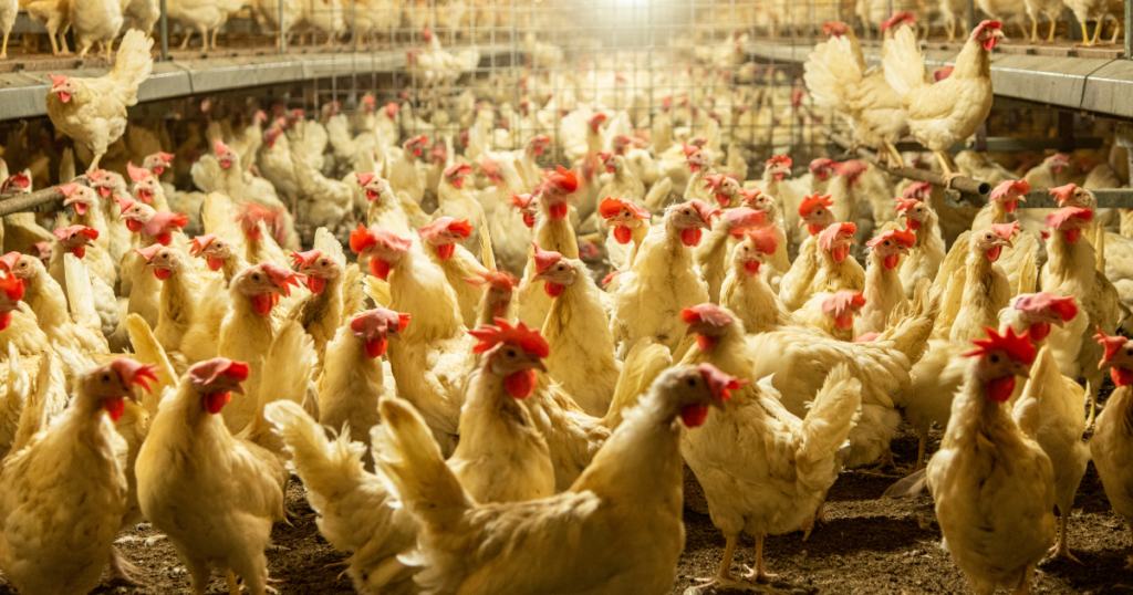 peternakan ayam