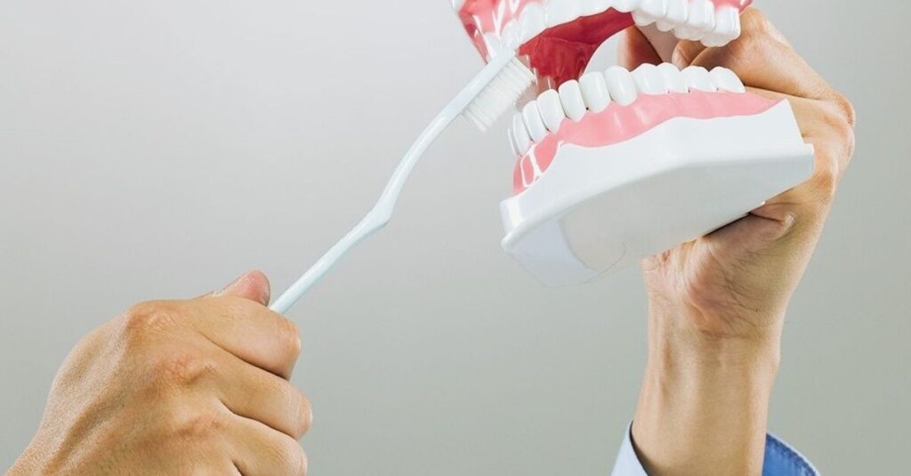 Close-up of hands demonstrating brushing on dental model for dentistry education.