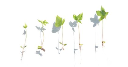 Series of young plant seedlings arranged on white background illustrating growth stages.